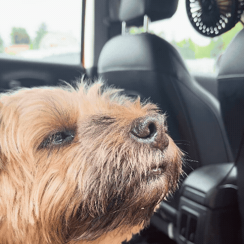 CoolPfote™ – Das Reise-Gadget des Jahres 2026 für Hunde